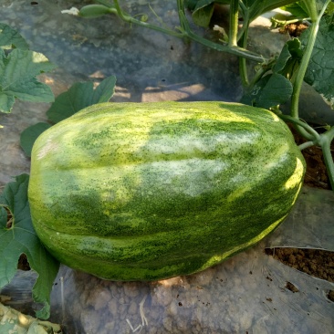 应季菜瓜电商供货全国供应