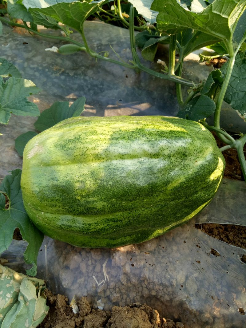 应季菜瓜电商供货全国供应