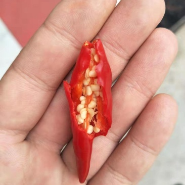朝天椒艳红有货批发商采购商**