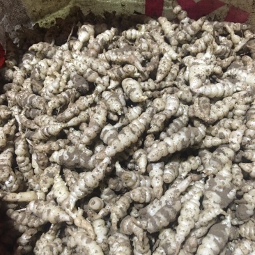 正宗螺丝菜长期供货量大优惠