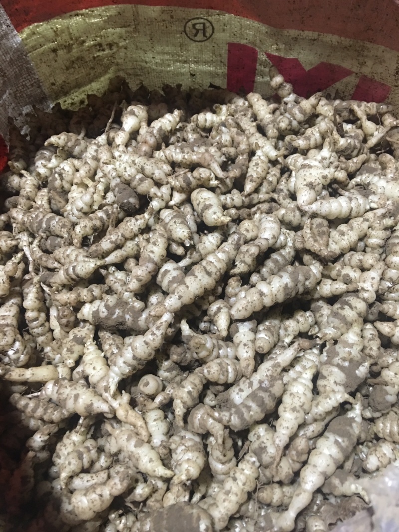 正宗螺丝菜长期供货量大优惠