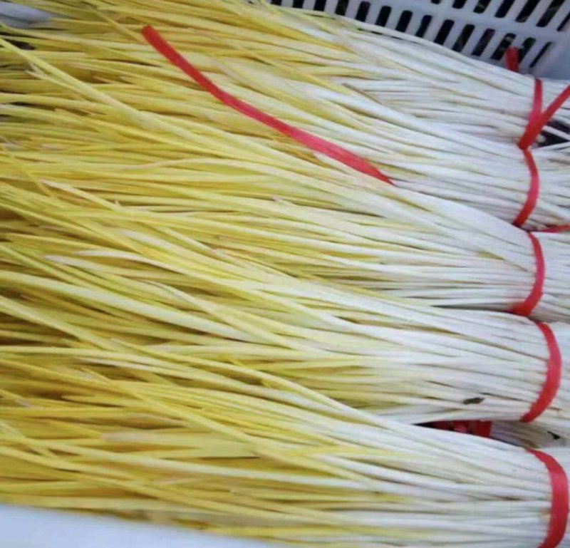 精品蒜黄长期供货欢迎电话咨询