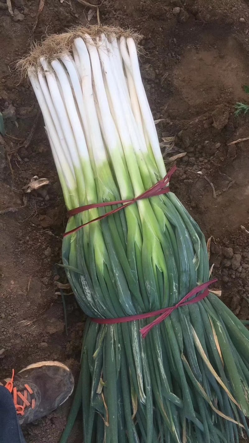 大葱