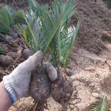 规格齐全铁树苗自产自销24小时在线服务