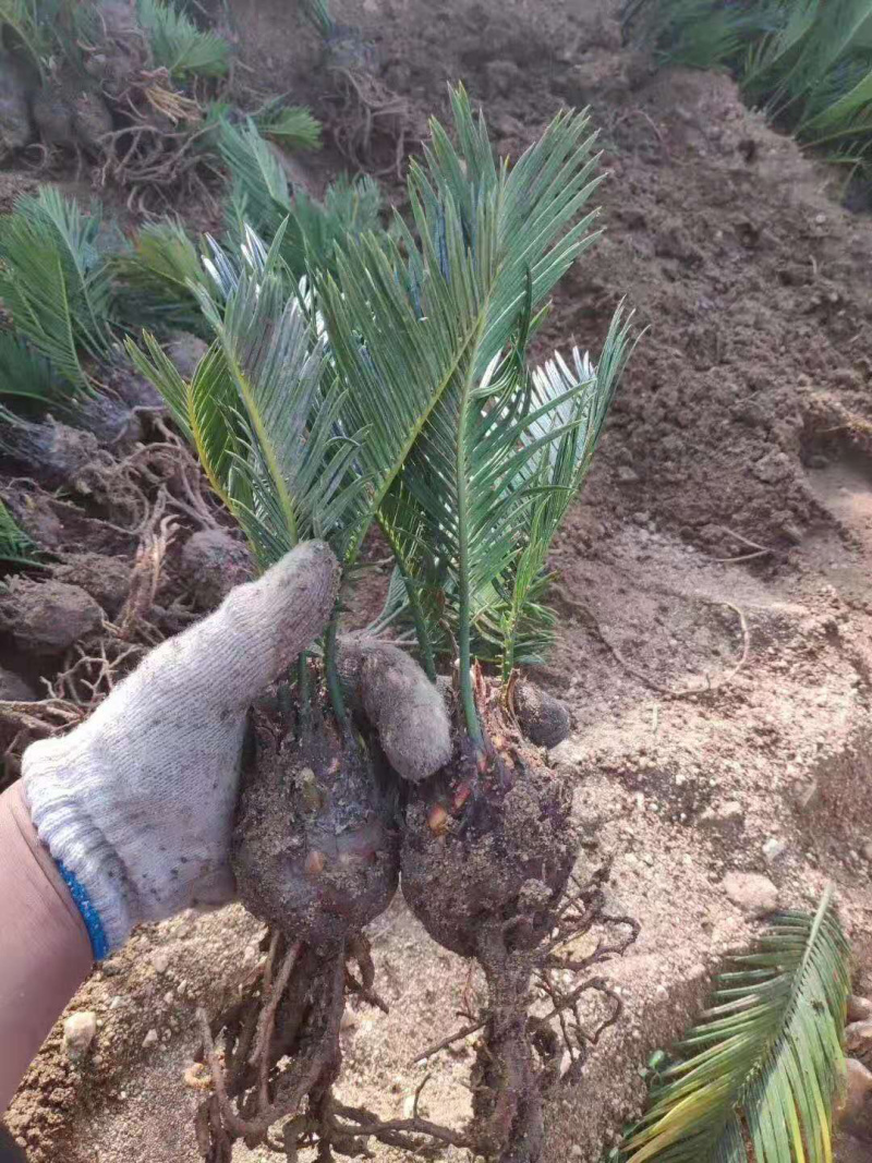 规格齐全铁树苗自产自销24小时在线服务