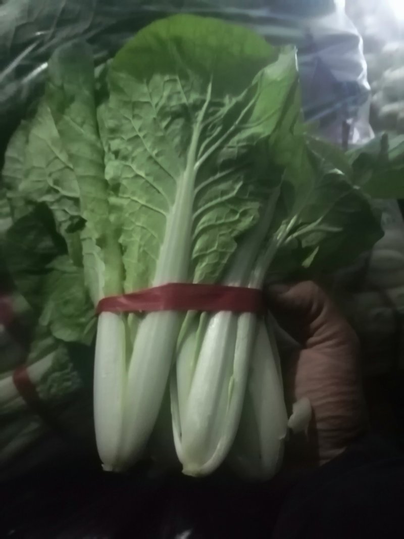 【海量货源】山东快菜源头供应天然新鲜快菜全国发货欢迎来电