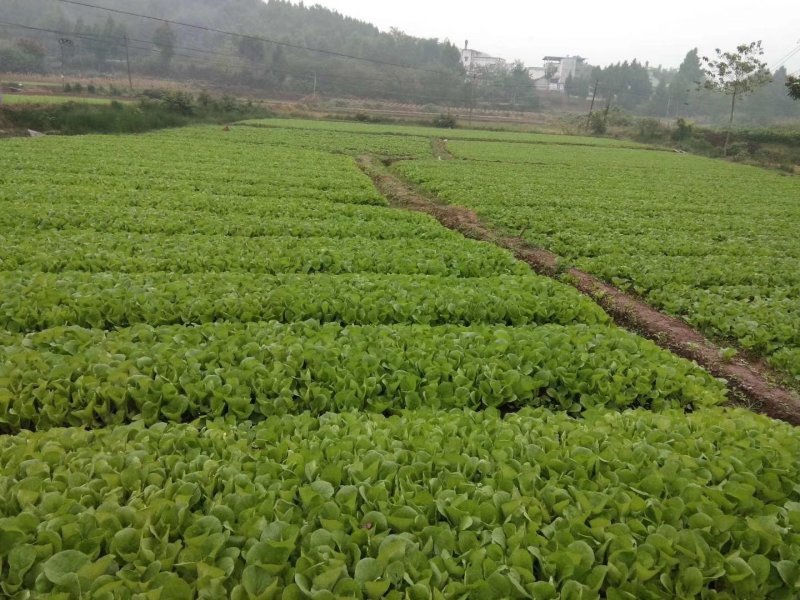 四川小白菜对接商超产地直供保证质量代收代发欢迎咨询