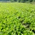 四川小白菜对接商超产地直供保证质量代收代发欢迎咨询