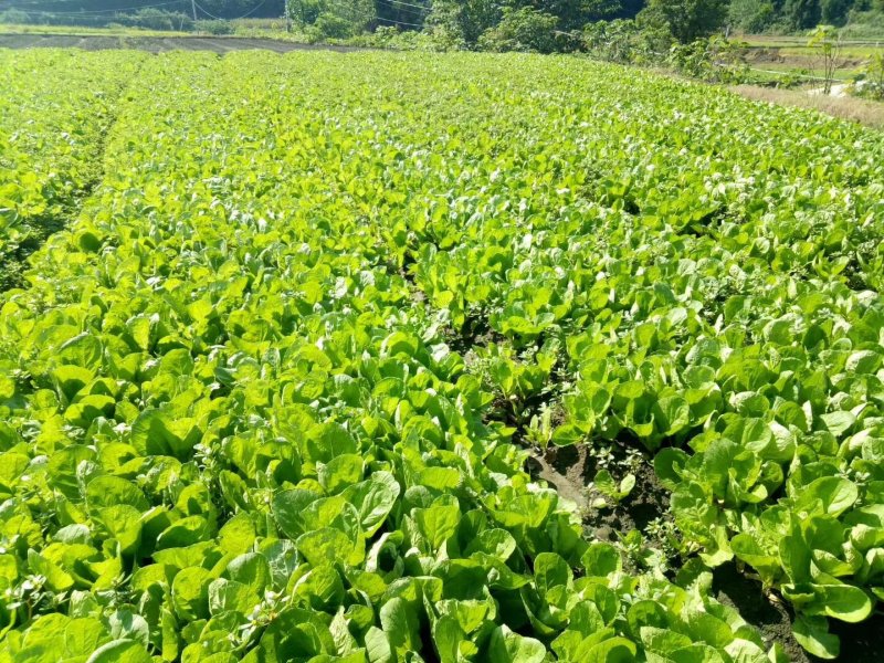 四川小白菜对接商超产地直供保证质量代收代发欢迎咨询