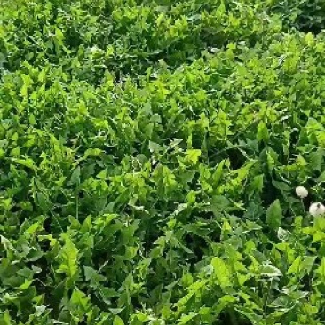 正品保障蒲公英现货秒发下单秒发