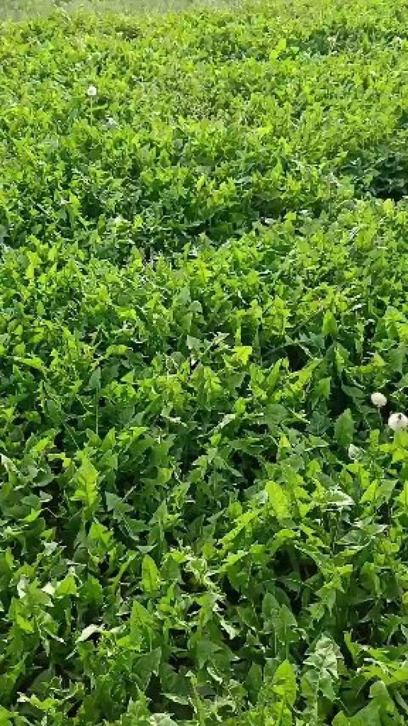 正品保障蒲公英现货秒发下单秒发