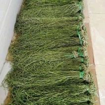 天然新鲜贡菜直供全国价格美丽