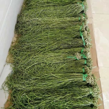 天然新鲜贡菜直供全国价格美丽