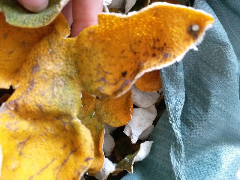 自产自销陈皮品质保障长期供应欢迎电话咨询