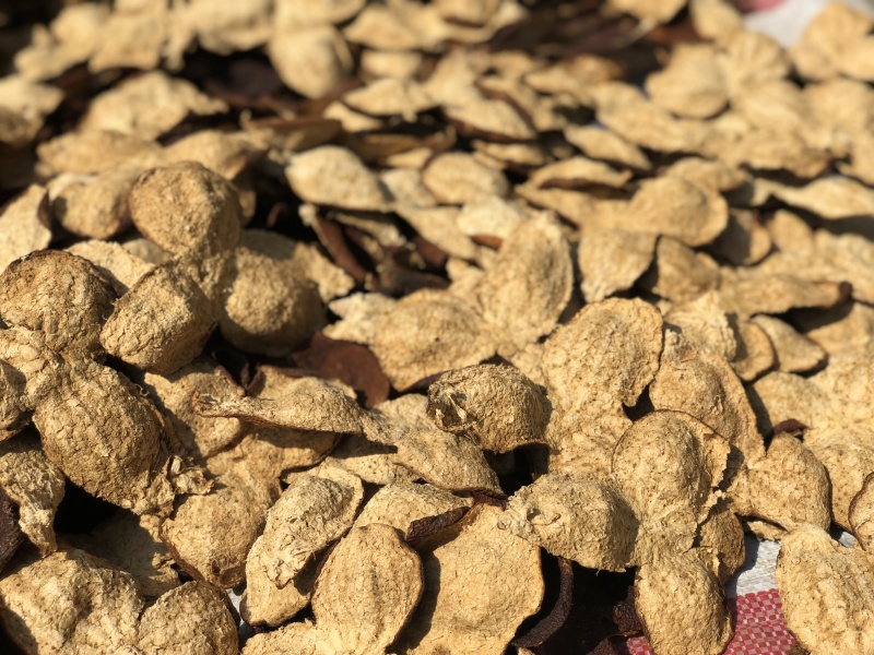 新鲜陈皮产地直接发货品质保证营养丰富健康无忧