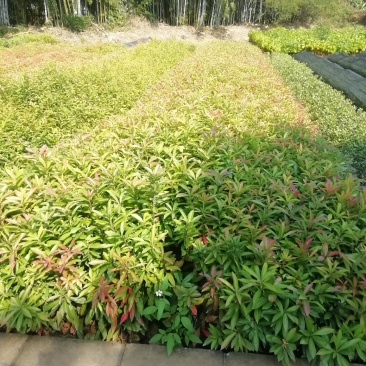 筛好直发木荷根粗苗壮长期供应