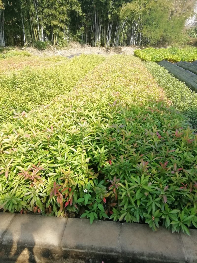 筛好直发木荷根粗苗壮长期供应
