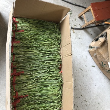 全国供应应季贡菜现货秒发