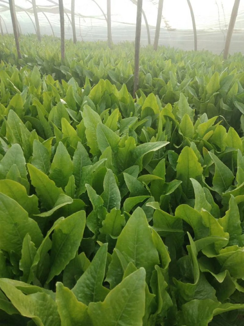 营养多汁油麦菜产地直发价格美丽下单秒发