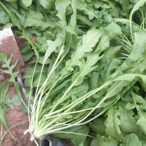 ***荠菜应季供应超高性价比