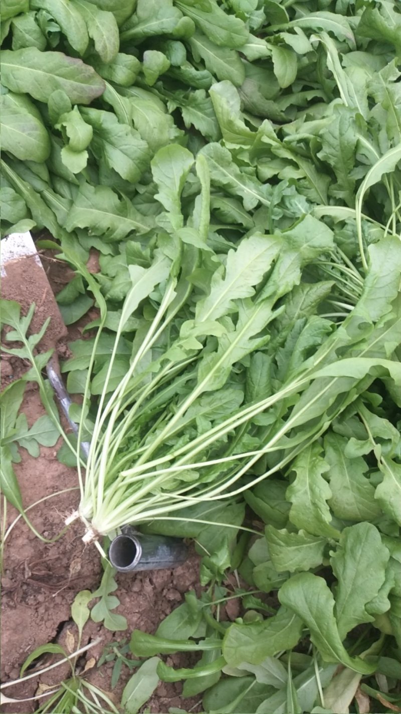 ***荠菜应季供应超高性价比