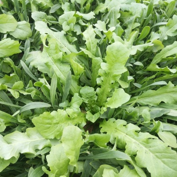 正宗荠菜源头供应量大从优下单秒发