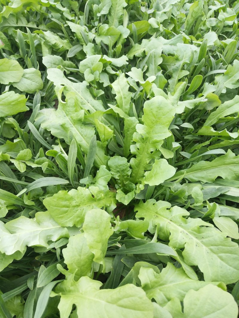 正宗荠菜源头供应量大从优下单秒发