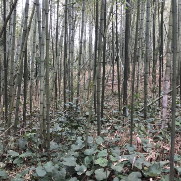 长期出售小竹子.大竹子.竹苗.竹杆.竹脑头.花木架子等
