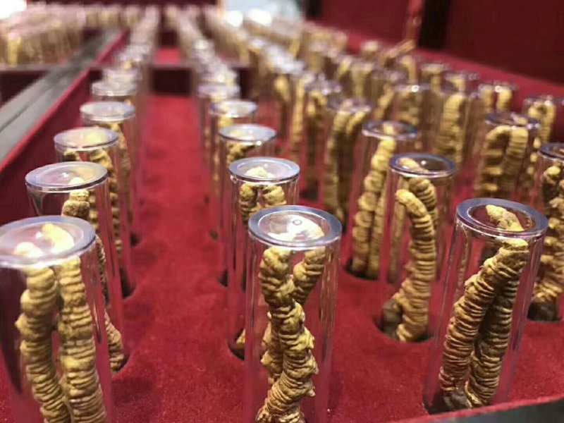 野生虫草特惠来袭精选佳品价格美丽赶快联系我们选购吧