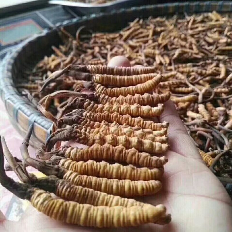 野生虫草特惠来袭精选佳品价格美丽赶快联系我们选购吧