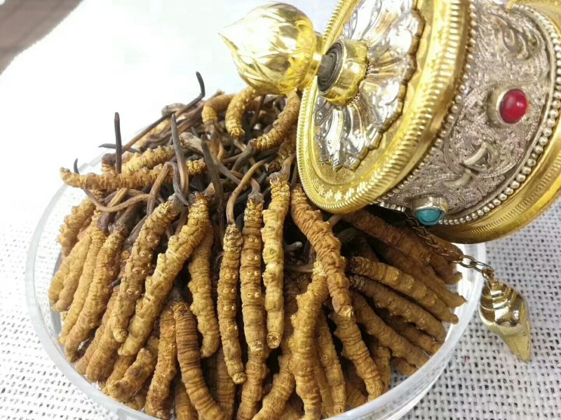 野生虫草特惠来袭精选佳品价格美丽赶快联系我们选购吧