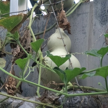 原产地葫芦保质保量价格美丽
