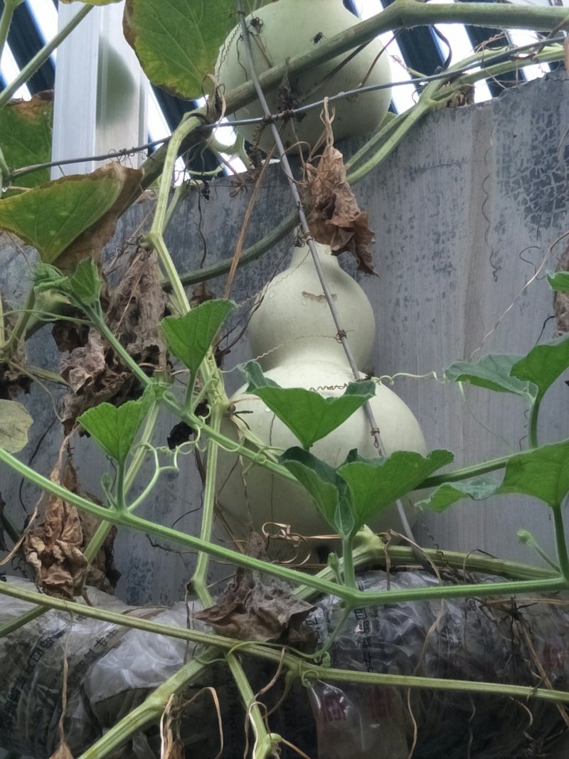 原产地葫芦保质保量价格美丽