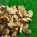 内蒙古中药材生黄芪中药根茎类新鲜种植支持视频看货