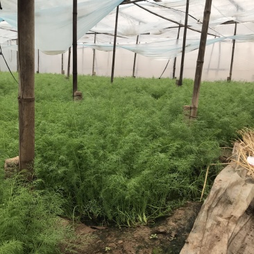 天然新鲜茴香现货秒发超高性价比