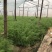 天然新鲜茴香现货秒发超高性价比
