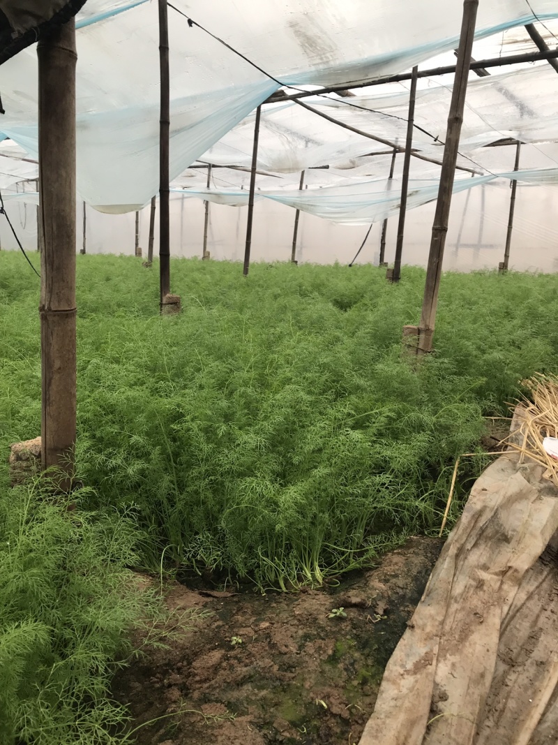 天然新鲜茴香现货秒发超高性价比