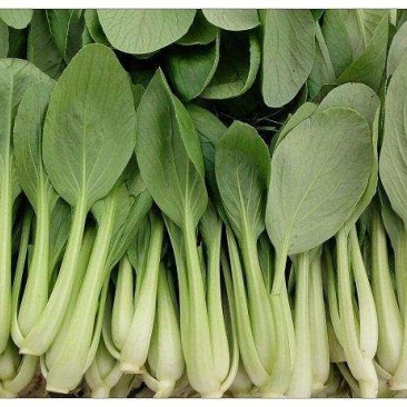 新鲜鸡毛菜产地直发量大从优价格美丽