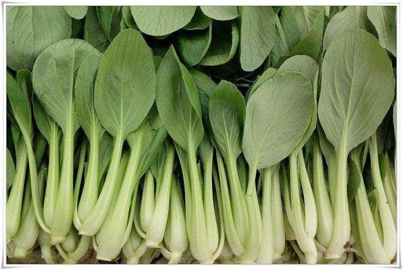 新鲜鸡毛菜产地直发量大从优价格美丽