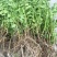 【产地直销】大叶枸杞苗（天精8号）蔬菜市场