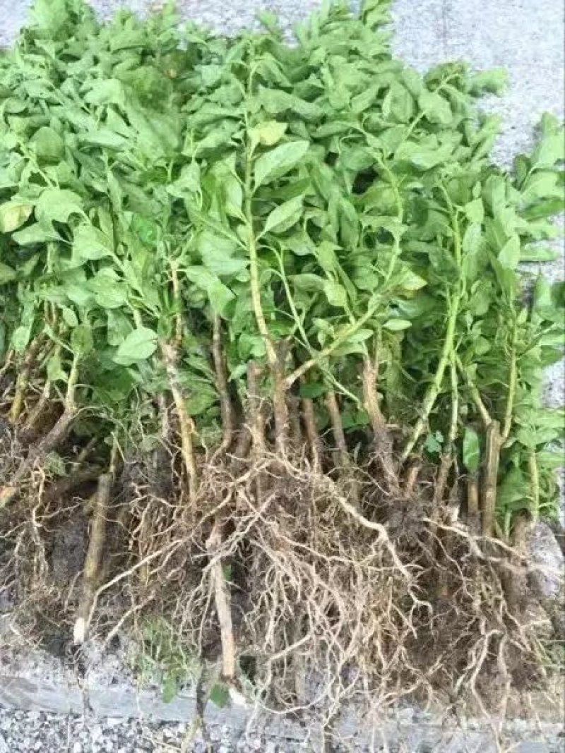 【产地直销】大叶枸杞苗（天精8号）蔬菜市场