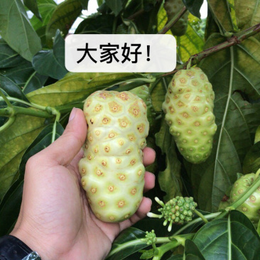大量海南诺丽果，海巴戟，诺尼果供应，诺丽果酵供应