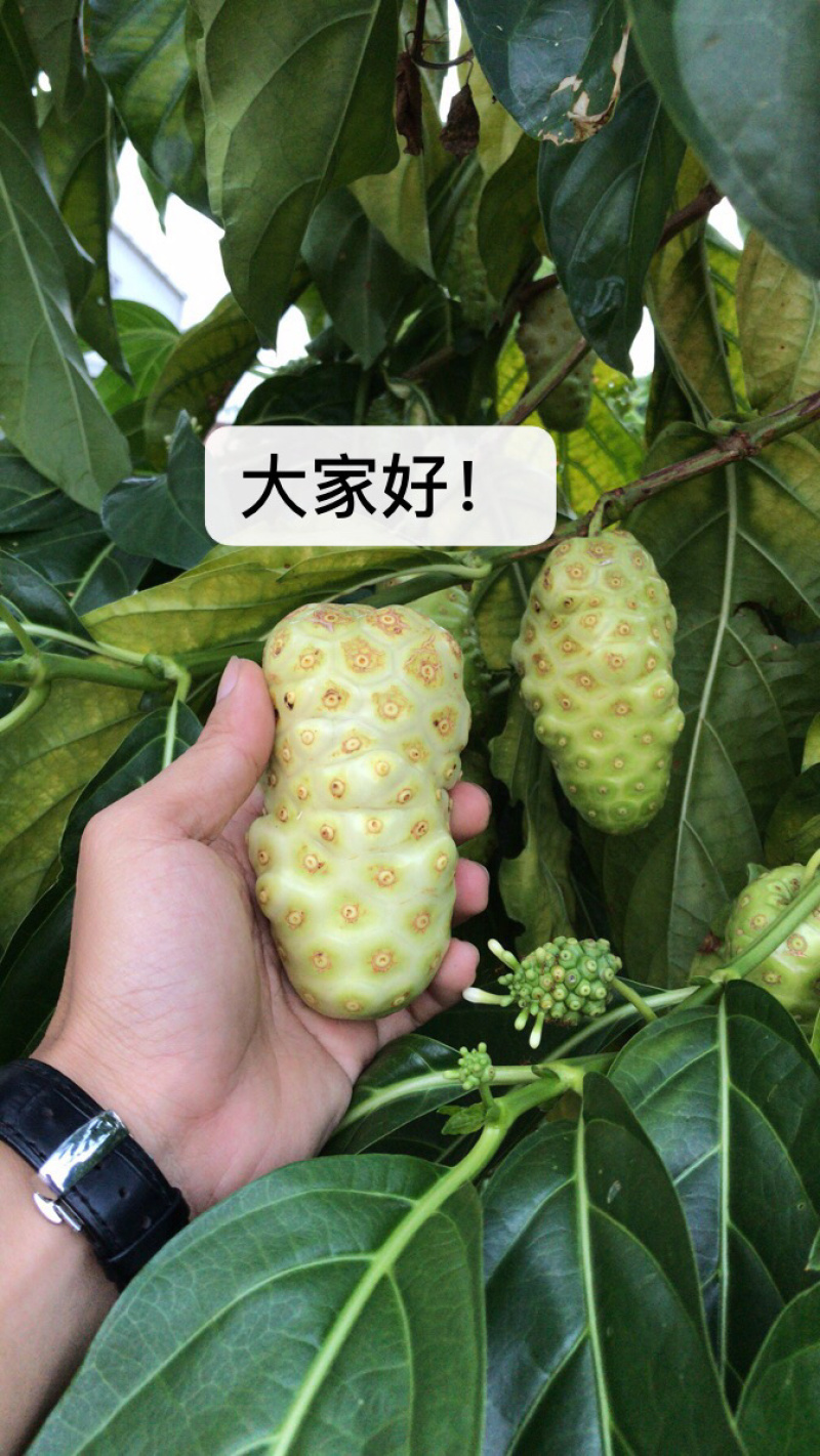 大量海南诺丽果，海巴戟，诺尼果供应，诺丽果酵供应