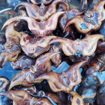 ***菱角一手货源价格美丽