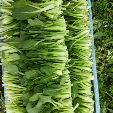 正宗鸡毛菜一件代发超高性价比