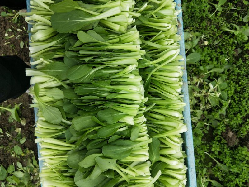 正宗鸡毛菜一件代发超高性价比