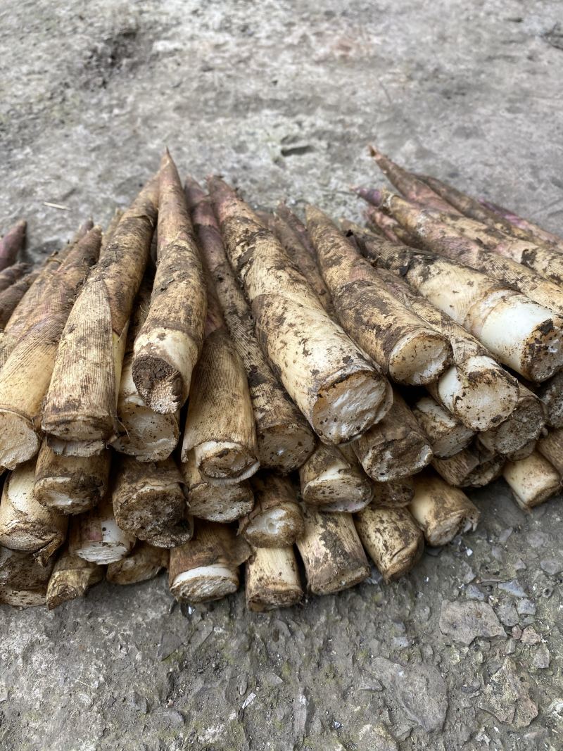 正宗罗汉笋产地直发诚信经营