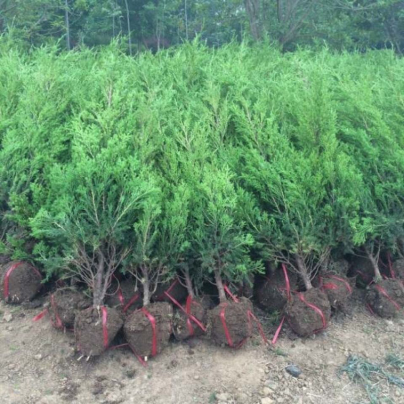 现采现发优质柏树苗量大从优实惠