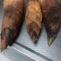 精品春笋源头供应超高性价比