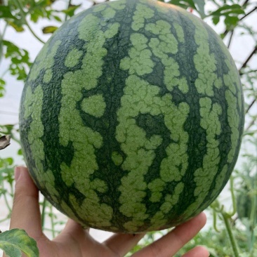 厂家直销西瓜应季
